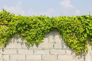 plantes sur le mur sur fond de ciel nuageux photo