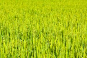 fond de champ de riz photo