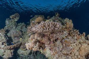 récif de corail et plantes aquatiques dans la mer rouge, eilat israël photo