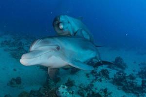 dauphin nageant dans la mer rouge, eilat israël photo