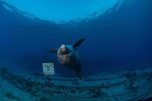 dauphin nageant dans la mer rouge, eilat israël photo