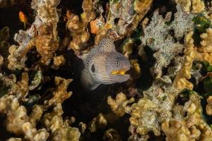 murène mooray lycodontis undulatus dans la mer rouge, eilat israël photo