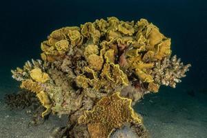 récif de corail et plantes aquatiques dans la mer rouge, eilat israël photo