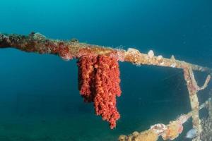 récif de corail et plantes aquatiques dans la mer rouge, eilat israël photo