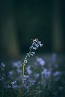 beurré a atterri sur une jacinthe des bois sur une ensoleillé soir dans de bonne heure printemps, Ouest sussexe, Royaume-Uni photo