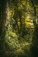 jungle comme trop développé forêt au printemps proche à Brighton, est sussexe, Royaume-Uni photo