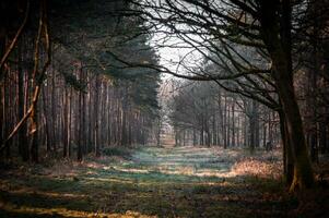 large chemin dans une forêt sur une brumeux de bonne heure Matin photo