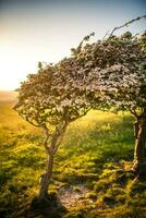 solitaire couple de arbre pliez de vent sur Haut de le grand colline dans le coucher du soleil lumière, Sud bas nationale parc, est sussexe, Royaume-Uni photo