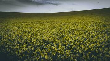 de mauvaise humeur colza ferme champ dans une printemps soir, est sussexe, Royaume-Uni photo