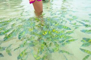 nourrir les poissons dans la mer photo