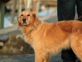 d'or Labrador récupérateur chien photo