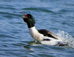 gossander canard avaler photo