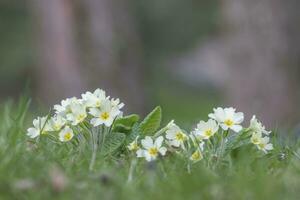 primula fleurs dans vert herbe avec agréable bokeh photo