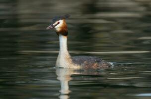 huppé grèbe, podiceps cristatus, canard photo