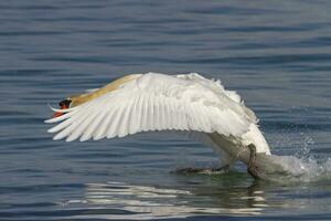 muet cygne, cygnus couleur, atterrissage photo