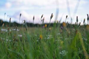 proche en haut image de plante et fleur photo