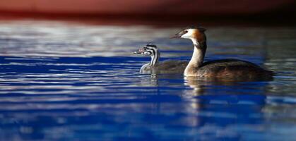 huppé grèbe, podiceps cristatus, canard et bébé photo