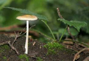 champignon sur le sol dans le forêt photo