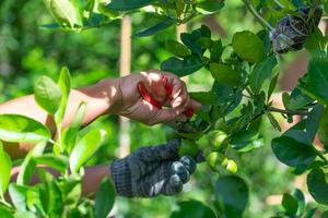 fermer les mains d'un agriculteur récolte des fruits de citron vert à partir d'un arbre dans une ferme photo