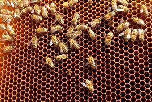 texture d'hexagone de fond, nid d'abeille de cire d'une ruche d'abeille