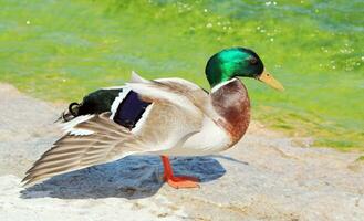 canard colvert, anas platyrhynchos, aile ouvert photo