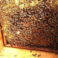 texture d'hexagone de fond, nid d'abeille de cire d'une ruche d'abeille photo