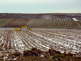 grue dans une champ par hiver photo