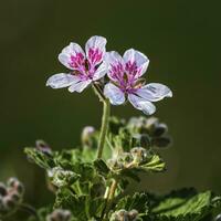 érodium pélargoniiflorum amoureux fleurs, hérons facture photo