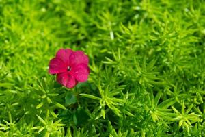 belle fleur dans le jardin photo