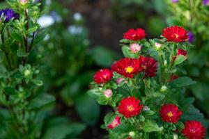 belle fleur dans le jardin photo