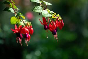 belle fleur dans le jardin photo