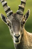 Steinbock ou alpin Capra ibex portrait à colombière passer, France photo