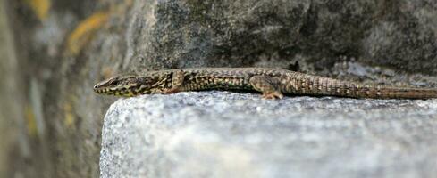 lézard sur une mur photo