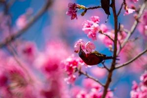 beau sakura ou fleur de cerisier au printemps photo