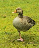 greylag oie, répondre, permanent sur un pied photo