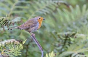 européen Robin rouge-gorge, erithacus rubécule, passereau oiseau permanent sur une branche photo