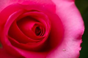 gros plan sur fond rose rouge, saint valentin photo