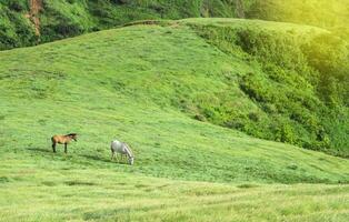 deux les chevaux en mangeant herbe ensemble dans le champ, colline avec deux les chevaux en mangeant herbe, deux les chevaux dans une Prairie photo