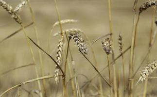 blé dans un champ de blé
