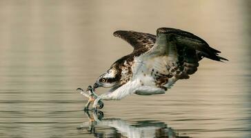 Aigle en volant avec une poisson dans ses serres, Aigle pêche, proche en haut de oiseau chasse près le l'eau. photo