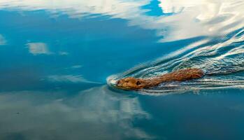marmotte nager dans le eau, photo de une marmotte à venir en dehors de le l'eau
