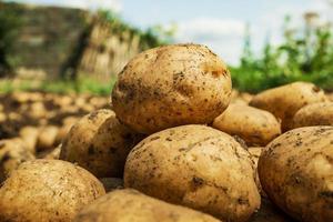 gros plan de pommes de terre biologiques fraîches. récolte de pommes de terre. photo