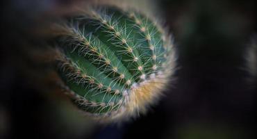 vue de dessus gros plan cactus. photo