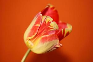 fleur de tulipe fermer fond famille liliacées botanique moderne photo