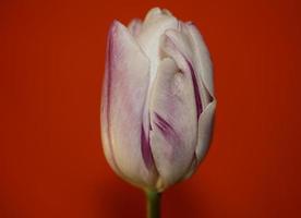 tulipe gros plan fond famille liliacées botanique moderne estampes photo
