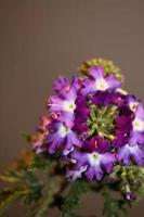 Fleur de fleurs colorées close up famille hybride verveine verbenaceae photo