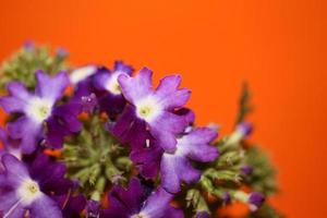 Fleur de fleurs colorées close up famille hybride verveine verbenaceae