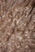 Chien brun poils bouclés close up lagotto romagnolo abstract background