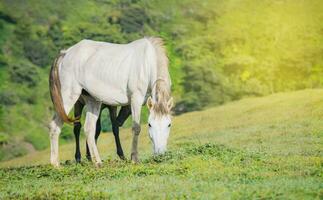 blanc cheval en mangeant herbe dans le champ, une cheval en mangeant herbe sur une colline photo