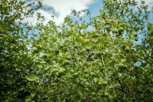 vert citrons sur une branche avec Contexte de citrons en dehors de se concentrer, vert citrons dans une jardin avec citrons Contexte. récolte de vert citrons pendaison sur le branches photo